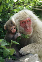 Japanese Macaque (Macaca fuscata) mother and baby, Japan
