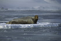Bearded Seal (Erignathus barbatus) resting on ice floe, Svalbard, Norway