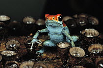 Granular Poison Dart Frog (Dendrobates granuliferus) on cup fungus, Panama