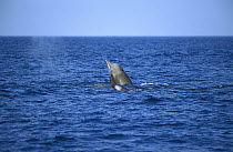Bottlenose Whale (Hyperoodon ampullatus) adult and baby surfacing to breathe, North Atlantic