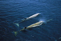 Bottlenose Whale (Hyperoodon ampullatus) pair surfacing, North Atlantic