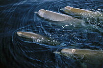 Bottlenose Whale (Hyperoodon ampullatus) pod surfacing, Nova Scotia, Canada
