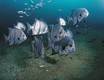 Atlantic Spadefish (Chaetodipterus faber) school, Gray's Reef National Marine Sanctuary, Georgia