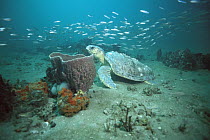 Loggerhead Sea Turtle (Caretta caretta) swimming beside sponge, Grey's Reef National Marine Sanctuary, Georgia