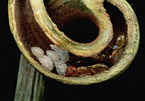 Carpenter Ant (Camponotus sp) group and pupae nest safely in tendril of carnivorous pitcher plant, Borneo