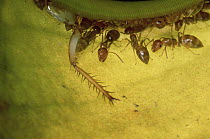 Carpenter Ant (Camponotus sp) group safely carry large insects up the slippery walls of a pitcher plant without getting trapped and drowning in the plant's digestive juices
