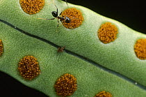Ant (Philidris sp) feeding on the oily orange spores of a host fern The ant lives in the fern's stem, where it drags nutrient rich debris to create compost for the fern, Borneo.