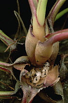 Ant (Formicidae) colony living in Dancing Bulb (Tillandsia bulbosa) scientists are studying whether the ants and plant have a symbiotic relationship, French Guiana