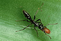 Ant (Pachycondyla goeldii) carries Flamingo Plant (Anthurium sp) seed back to nest There it will eat the sticky string attached and then plant the seed, the seed will sprout and grow a new Ant Garden