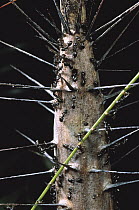 Ants together with the plant's spines guards a Rattan Palm, Singapore