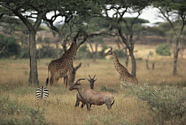Topi (Damaliscus lunatus) pair with Burchell's Zebra (Equus burchellii) and Giraffes (Giraffa camelopardalis), Serengeti National Park, Tanzania
