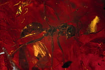 Ant (Sphecomyrma freyi) encased in amber Found in 1966 as the missing link between modern Ants and their Wasp ancestors