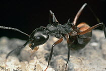 Herdsman Ant (Dolichoderus cuspidatus) moving a Mealybug, Malaysia