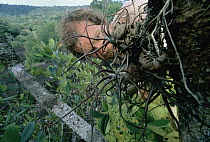 Entomologist and photographer Dr. Mark Moffett examines an epiphyte for ants, French Guiana