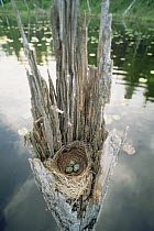 American Robin (Turdus migratorius) nest, Northwoods, Minnesota