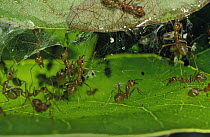 Weaver Ant (Oecophylla longinoda) group using mandibles and silk to bind leaves together, Malaysia