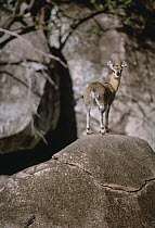 Klipspringer (Oreotragus oreotragus) on rock, Serengeti National Park, Tanzania