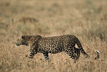 Leopard (Panthera pardus) in tall grass, Serengeti National Park, Tanzania