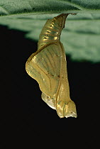 Common Sailer (Neptis hylas) butterfly pupa in chrysalis, Asia