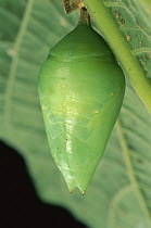 Blue Morpho (Morpho peleides) butterfly, early stage pupa in chrysalis, South America