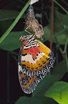 Malay Lacewing (Cethosia hypsea) butterfly emerging from cocoon, Malaysia
