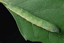 Great Orange Tip (Hebomoia glaucippe) butterfly caterpillar camouflaged on leaf, Peninsular India