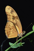 Julia Butterfly (Dryas iulia) portrait hanging from stem, Central America