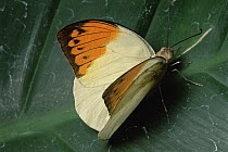 Great Orange Tip (Hebomoia glaucippe) butterfly, Peninsular India