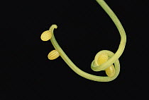 Tiger Longwing (Heliconius hecale) butterfly eggs on plant tendril, Peruvian Amazon