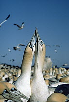 Cape Gannet (Morus capensis) pair courting, South Africa