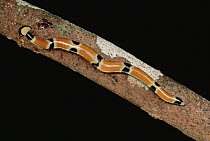 Flatworm that mimics a snake, Malaysia