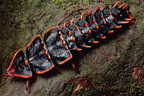 Net-winged Beetle (Duliticola sp), Borneo