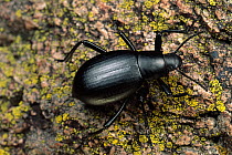 Darkling Beetle (Onymacris sp), Sycamore Canyon, Arizona