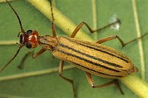 Three-striped Blister Beetle (Epicanta lemniscata) can be a pest to soybean farmers and can be fatal to horses when concealed in Alfalfa bales, Alamos, sonoran Mexico