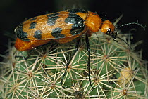 Blister Beetle (Meloidae) on cactus, sonoran Mexico