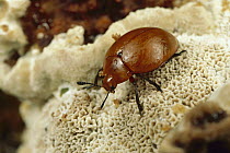 Pleasing Fungus Beetle (Megalodacne heros), Alamos, sonoran Mexico