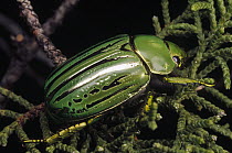 Golden Scarab Beetle (Plusiotis resplendens) in fir tree, Pena Blanca Lake, Arizona