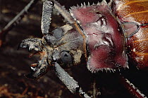 Longhorn Beetle portrait, Sarawak, Borneo