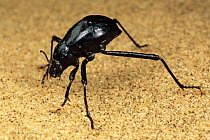 Darkling Beetle (Onymacris unguicularis) tips its head down to drink dew collected on its back, Namib Desert, Namibia
