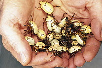 Scarab Beetle (Phalangogonia sperata) group in human hands, El Yano Carti Road, Panama