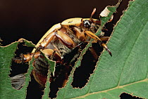 Scarab Beetle (Phalangogonia sperata) feeding on leaf, El Yano Carti Road, Panama