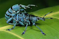 True Weevil (Eupholus sp) pair mating, Hala, Papua New Guinea