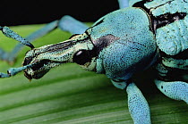 True Weevil (Eupholus sp) close-up of head, Hala, Papua New Guinea