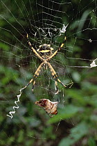 Argrope Spider eats Scarab Beetle snared in web, El Yano Carti Road, Panama
