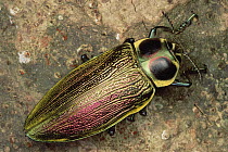 Metallic Wood-boring Beetle (Euchroma gigantea) has feeding habits that help speed the decomposition of forests worldwide