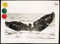 Humpback Whale (Megaptera novaeangliae) tail, Frank, taken in March 10, 1979 Same whale was photographed by F Nicklin in March 1, 1997, Maui, Hawaii