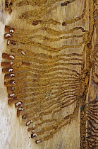 Bark Beetle (Dendroctonus pseudotsugae) larvae with radiating galleries in Douglas Fir (Pseudotsuga menziesii) tree, Flat Creek, University of Idaho Forest, Idaho