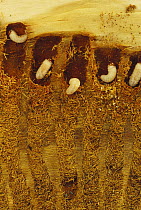 Bark Beetle (Dendroctonus pseudotsugae) larvae with radiating galleries in Douglas Fir (Pseudotsuga menziesii) tree, Flat Creek, University of Idaho Forest, Idaho