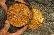 Researcher holding bark cross-section showing Bark Beetle larvae in fir tree