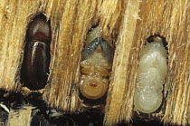 Striped Ambrosia Beetle (Trypodendron lineatum) adult, pupa, and larvae in Douglas Fir (Pseudotsuga menziesii) bark, Flat Creek, University of Idaho Forest, Idaho